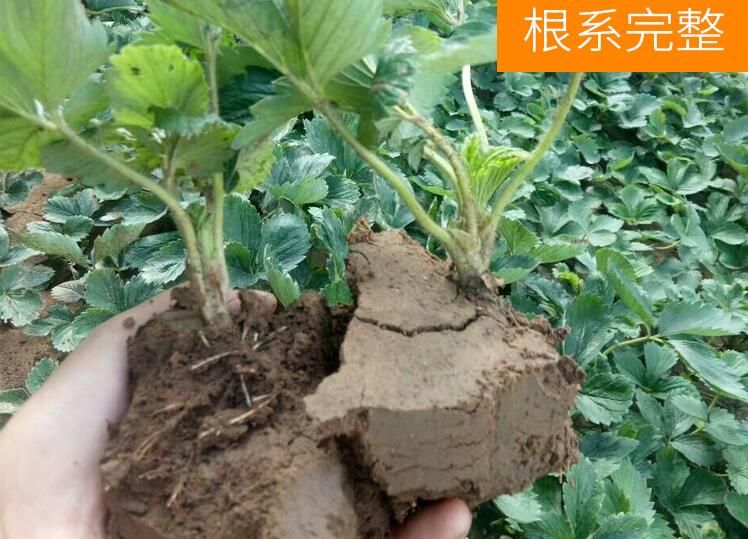 奶油草莓苗 地栽苗 10~20公分