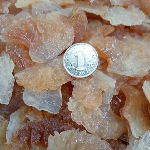 营口渤海海蜇 
