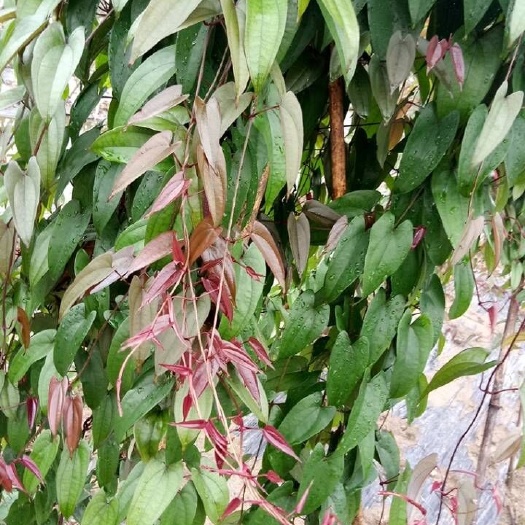 山药种子