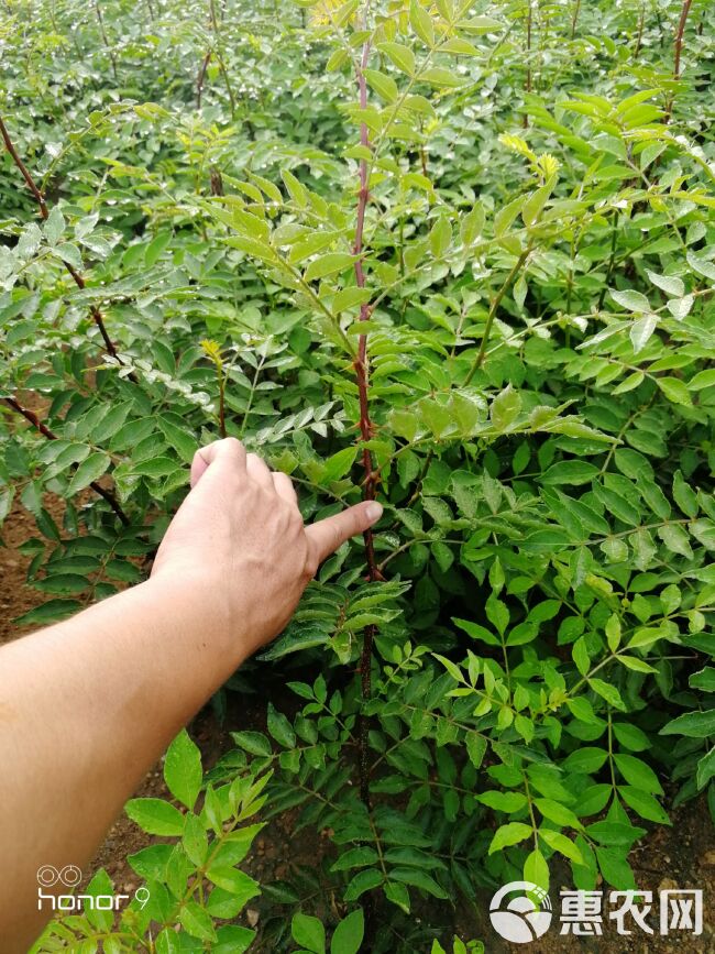  大红袍花椒苗