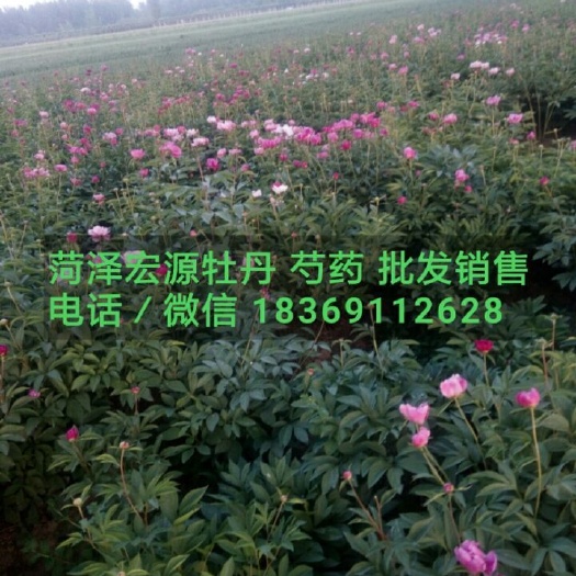 菏泽观赏牡丹 2~4cm 10~12cm 0.5米以下