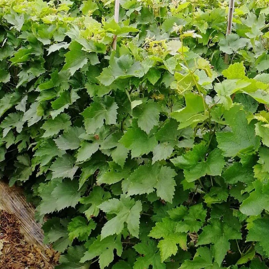 扶沟县阳光玫瑰葡萄苗 甜蜜蓝宝石