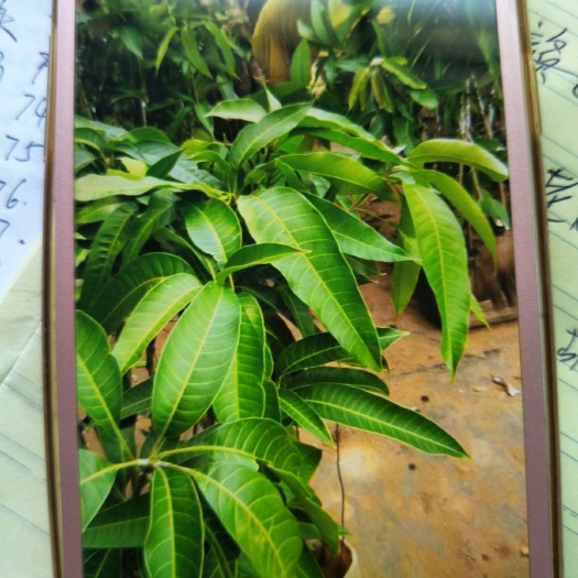 白沙县金煌芒果苗