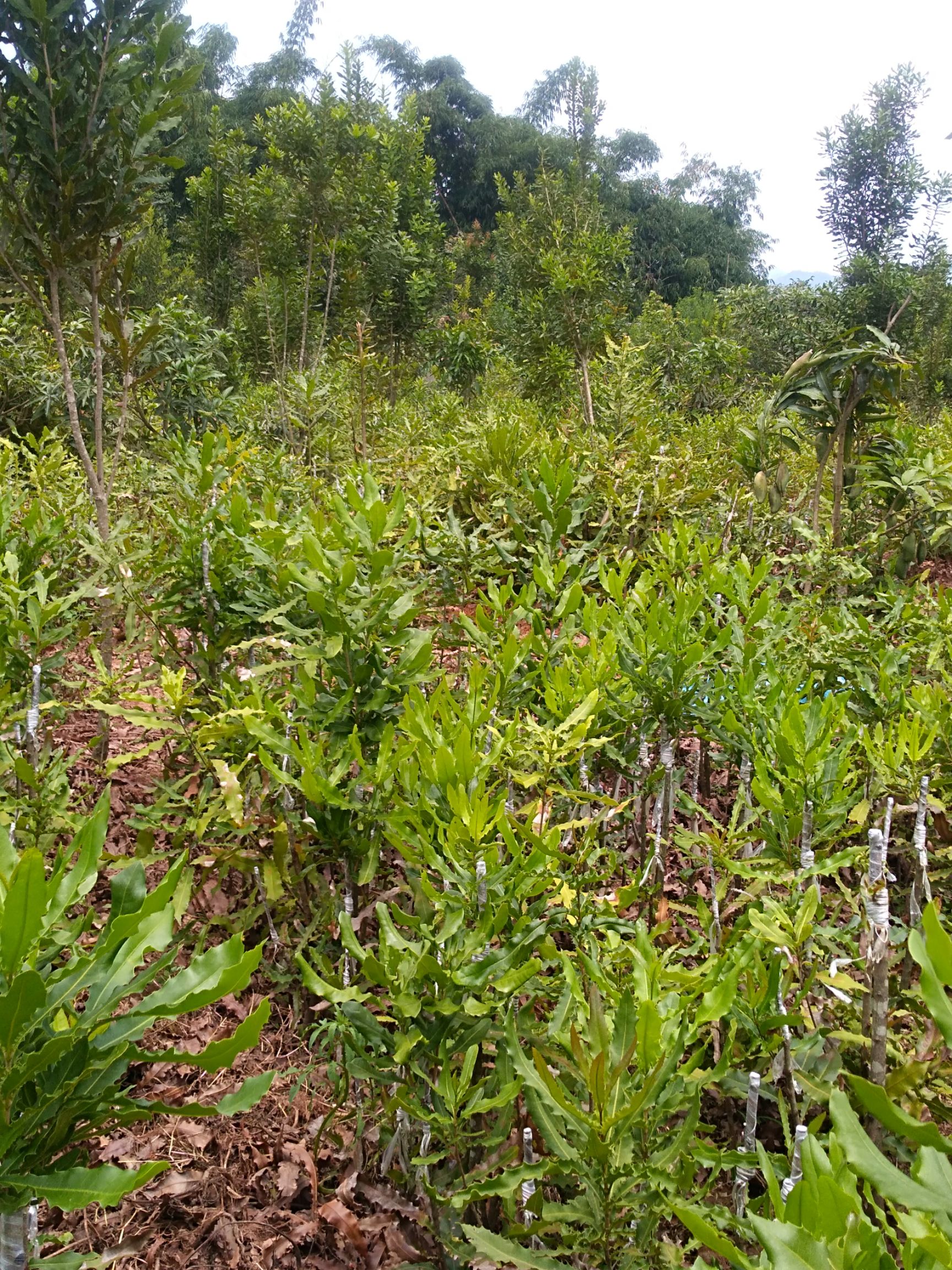 坚果树苗 澳洲坚果