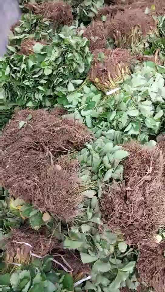 达塞草莓苗 地栽苗 20~30公分 