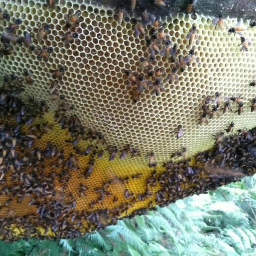 东兴市野生蜂蜜 玻璃瓶装  1年 