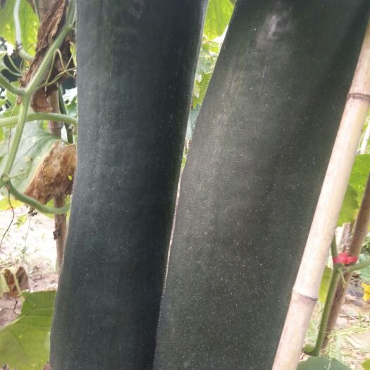 郸城县 豫东黑皮冬瓜大量上市