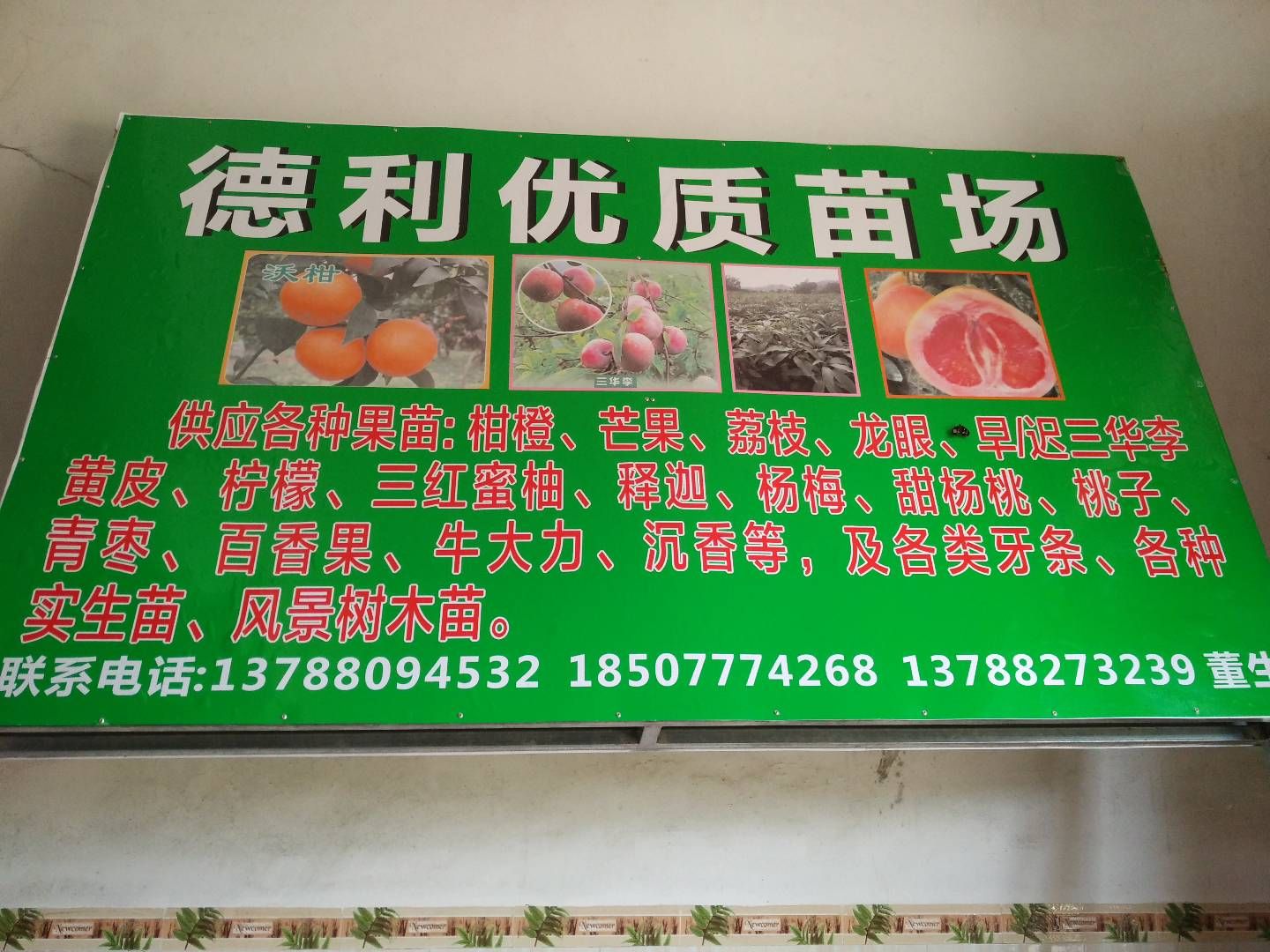 桂七芒果苗  金煌！台农！四季芒等！正品苗