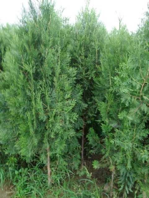 唐河县圆枝侧柏