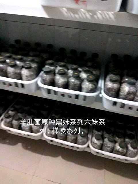 三门峡羊肚菌菌种