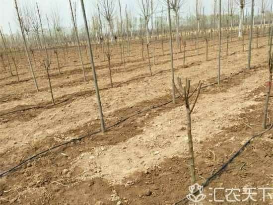 菏泽滴灌管 