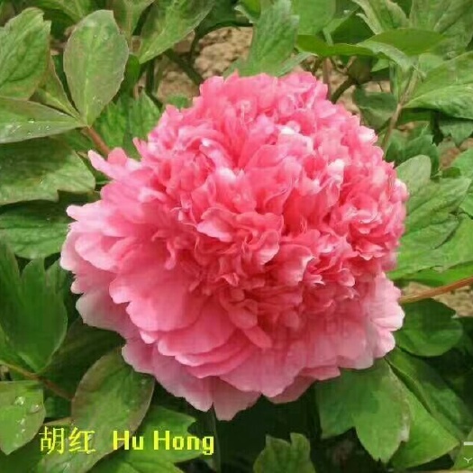 菏泽观赏牡丹 2~4cm 4cm以下 0.5米以下
