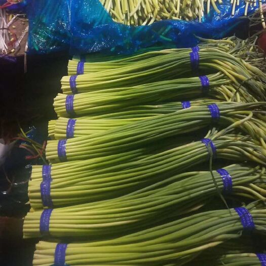 金乡县 蒜苔大量出售中，