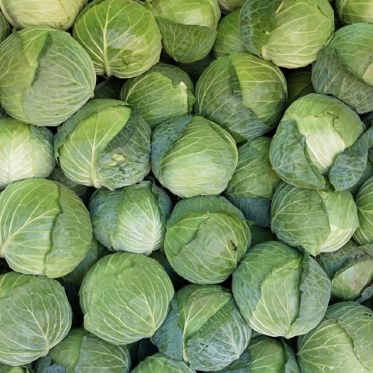 西吉县圆包菜  宁夏大包菜甘蓝加工厂专用