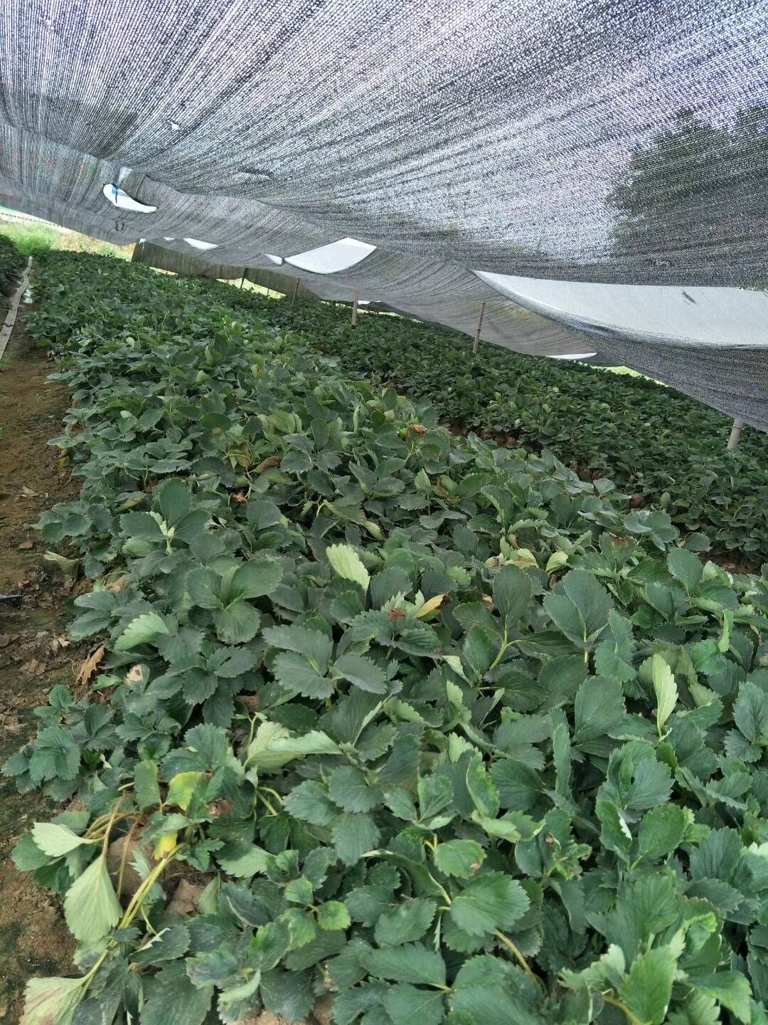 达塞草莓苗 地栽苗 20~30公分 