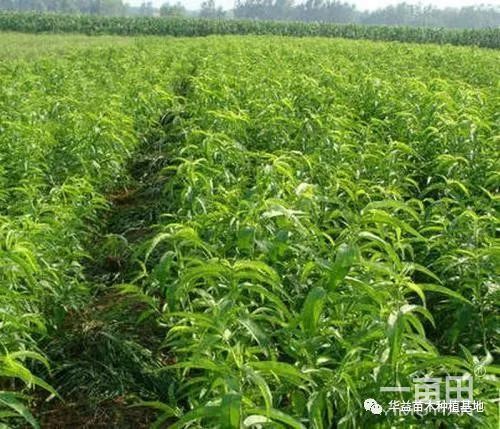 昌乐县黄桃树苗 1~1.5米