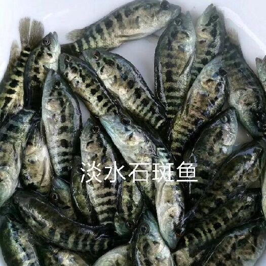 高州市淡水石斑 人工养殖 0.5公斤以下
