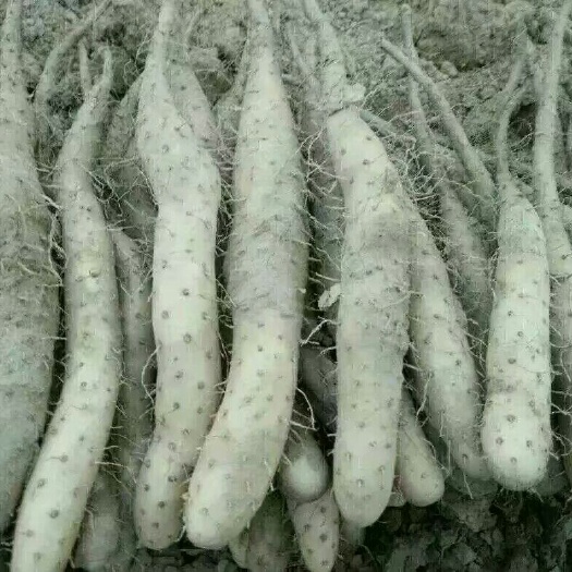 惠民县山药种子