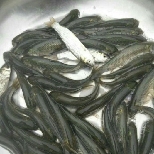开平市 品种草鱼苗