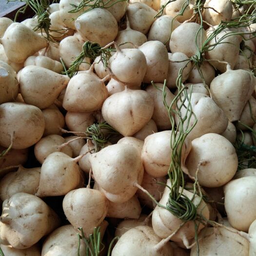 全州县凉薯  皮肤光滑肉白清脆汁多味甜无渣入口即化