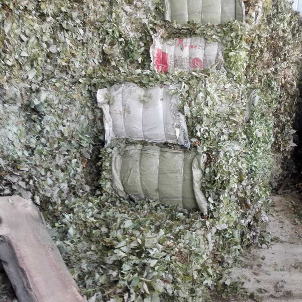 淫羊藿种苗 