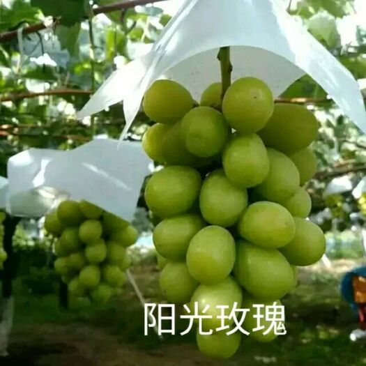 兴城市阳光玫瑰葡萄苗