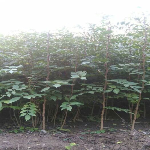 西和县大红袍花椒苗