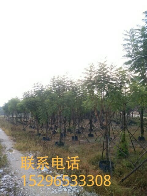 南宁 蓝花楹还有量