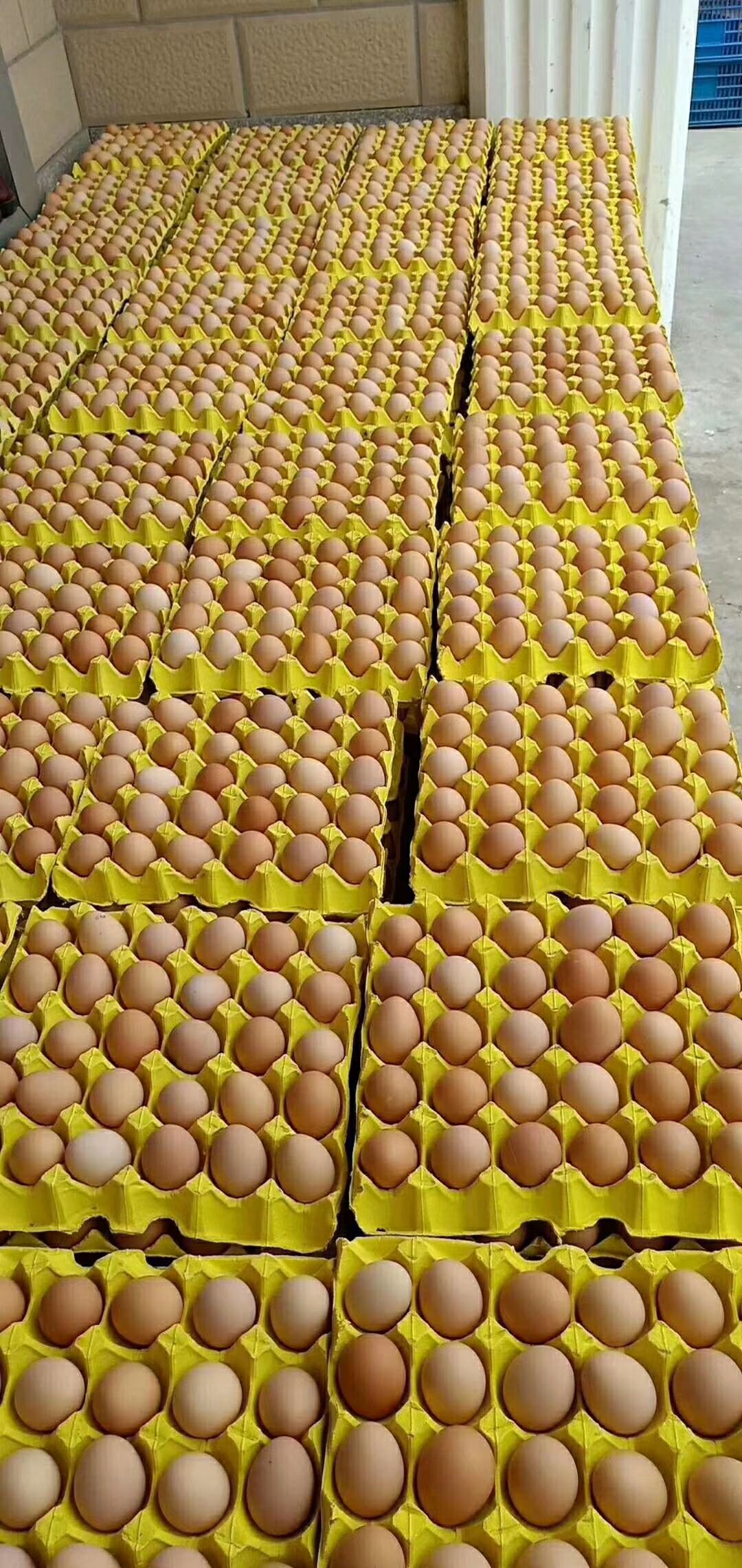 武汉土鸡蛋  精品虫草鸡蛋，玉米黄鸡蛋，产地直销，日产日销，全国