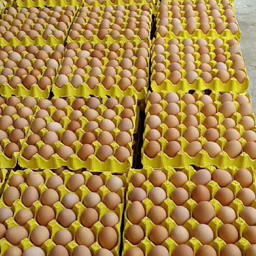 土鸡蛋  精品虫草鸡蛋，玉米黄鸡蛋，产地直销，日产日销，全国