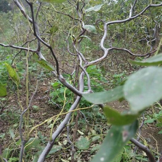 泰安龙须枣苗