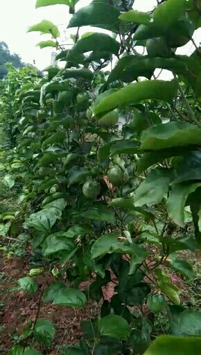 黄金百香果 80 - 90克