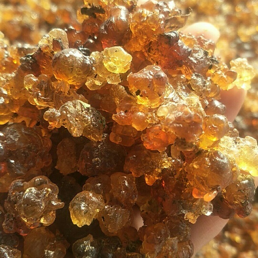 随县黄桃胶 18-24个月