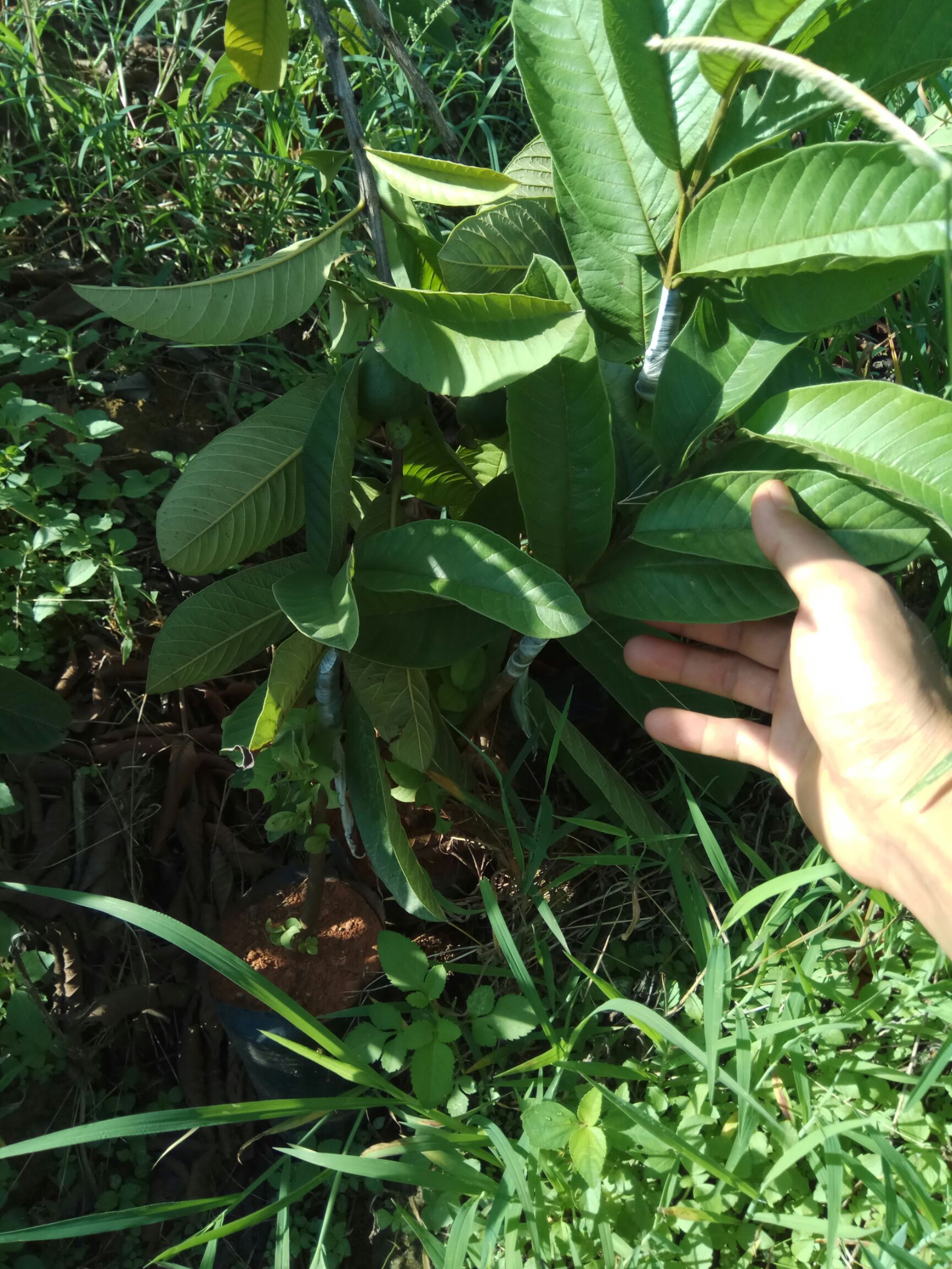 红心芭乐番石榴苗 