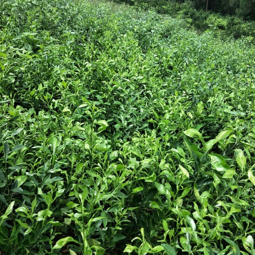 资阳塔罗科血橙苗 八号血橙