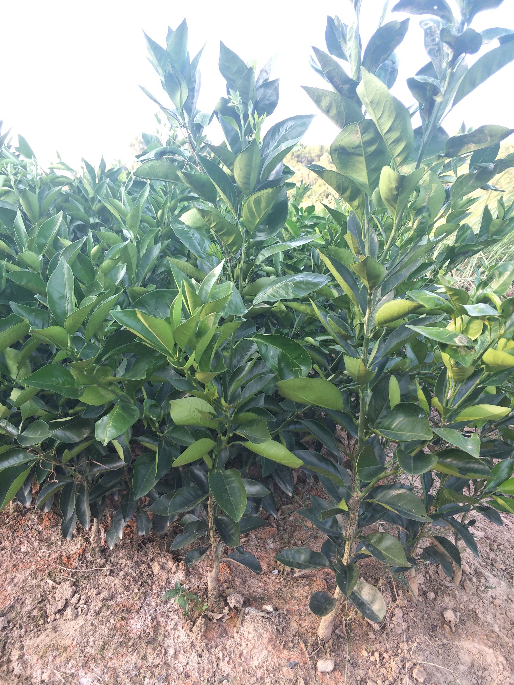 纽荷尔脐橙苗 合同苗品种有保证欢迎订购