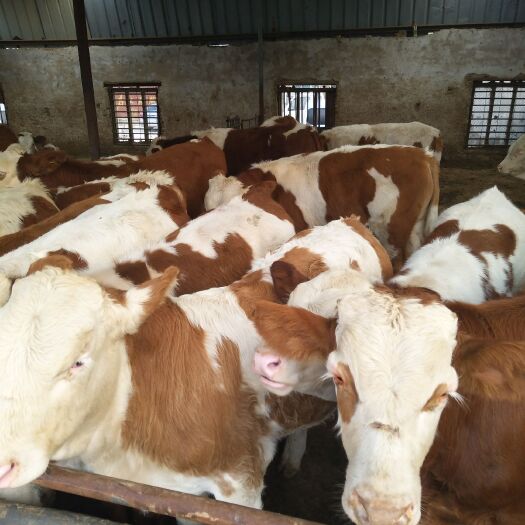 宜良县西门塔尔牛 400-600斤 统货 