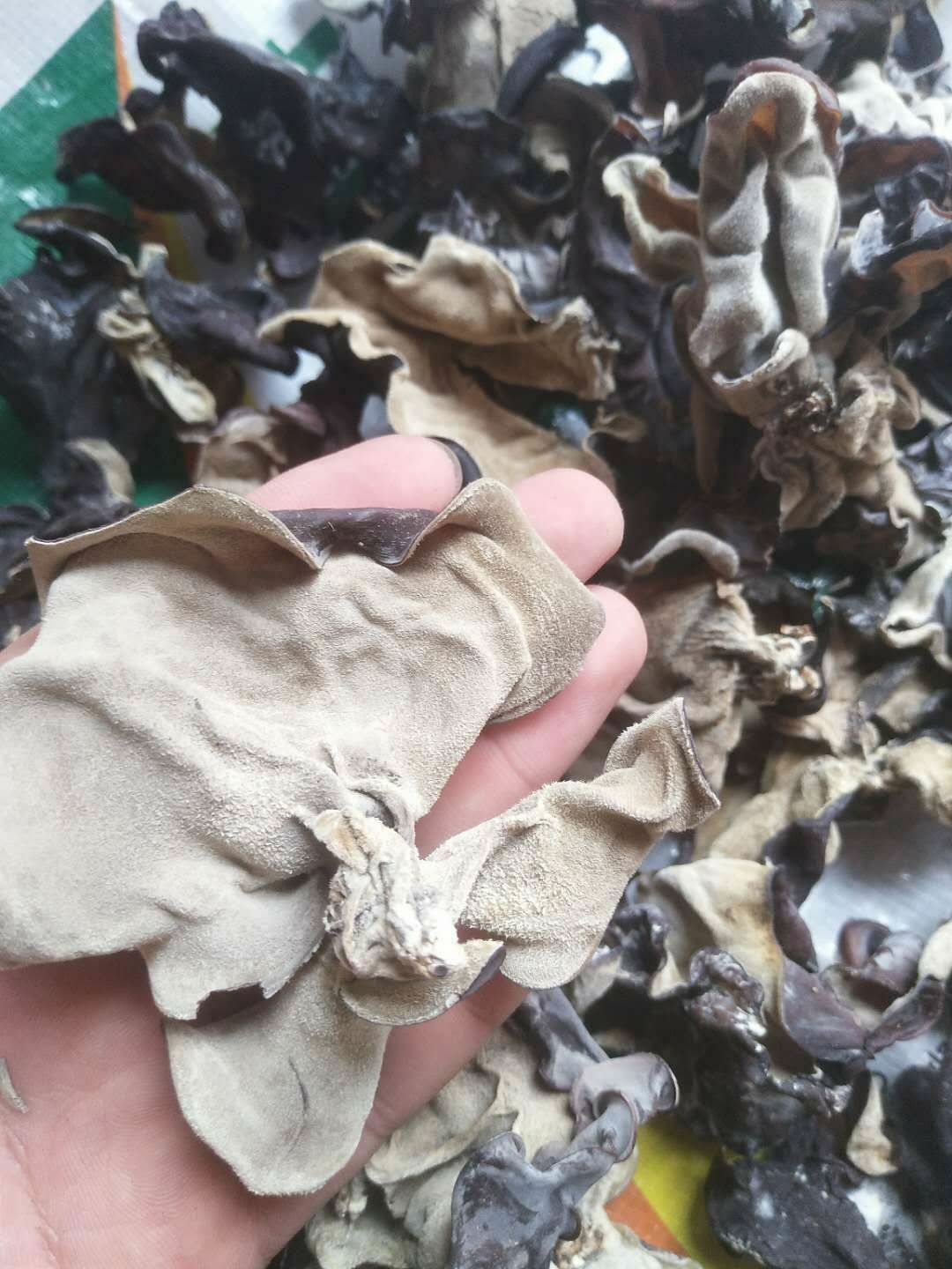 毛木耳 毛木耳批发 大木耳 皮耳 口感好 新货 全国包邮！