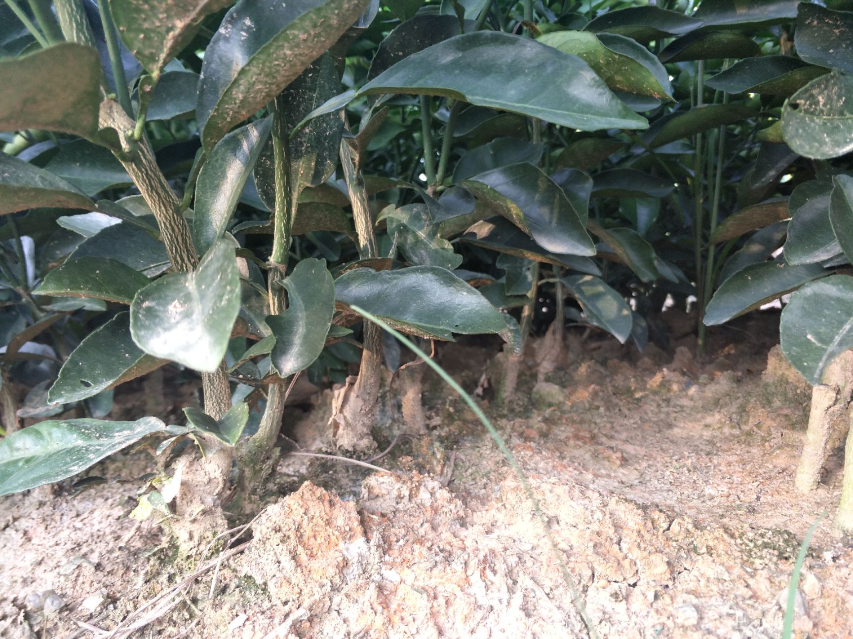 纽荷尔脐橙苗 合同苗品种有保证欢迎订购
