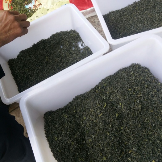 商南县陕南绿茶 雨前春茶
