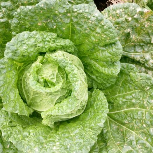蔚县黄心大白菜 3~6斤 毛菜 