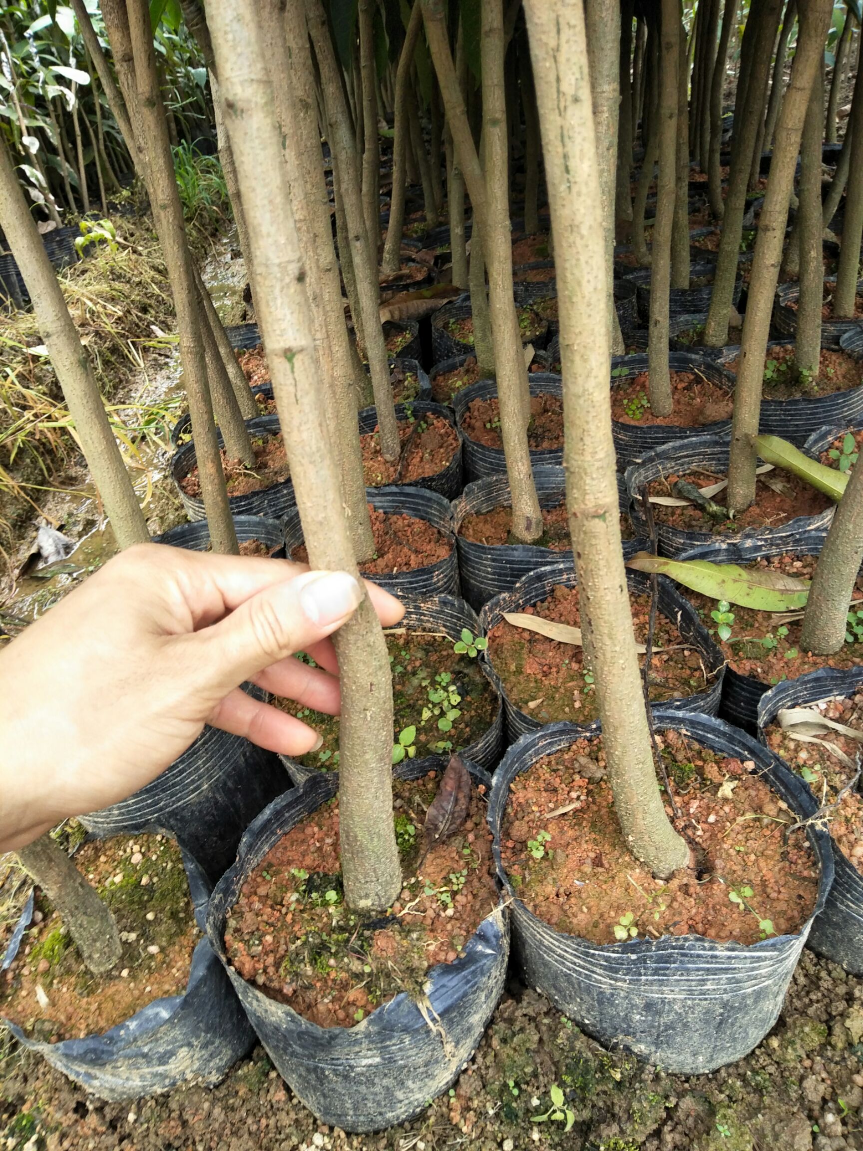 金煌芒果苗 