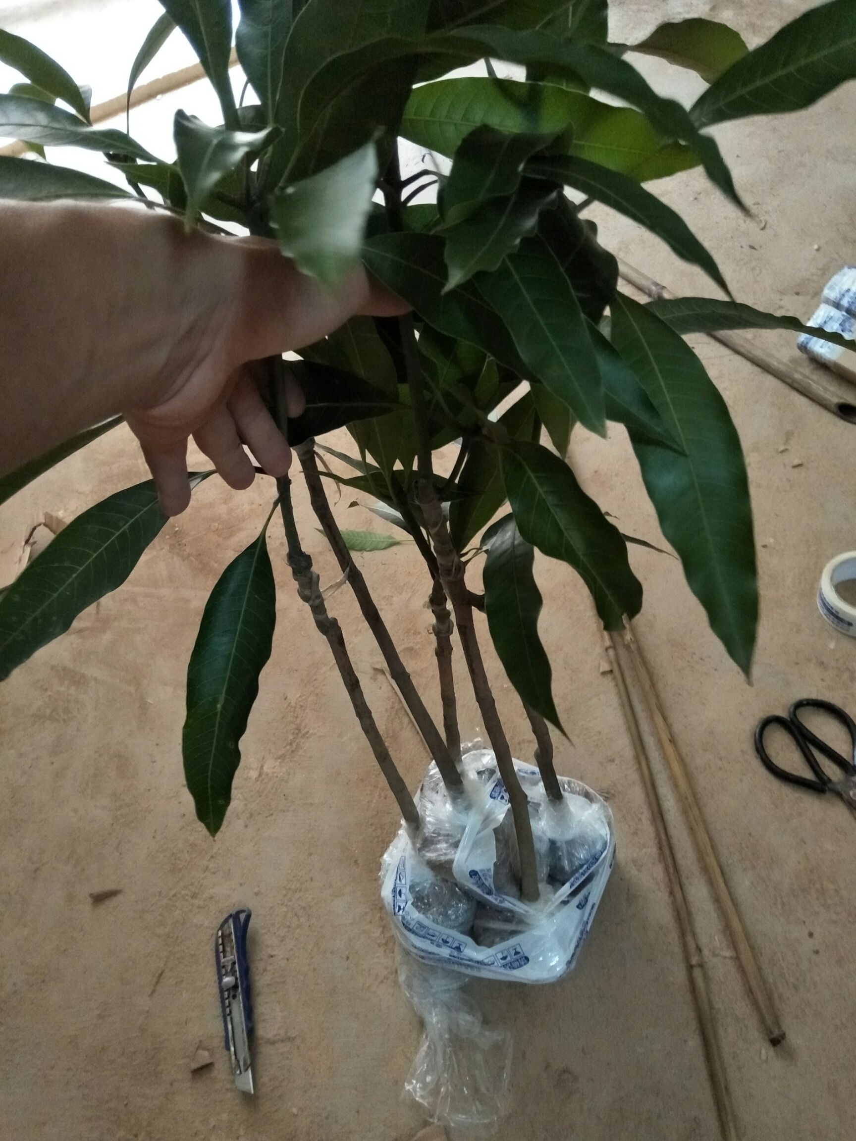 金煌芒果苗 