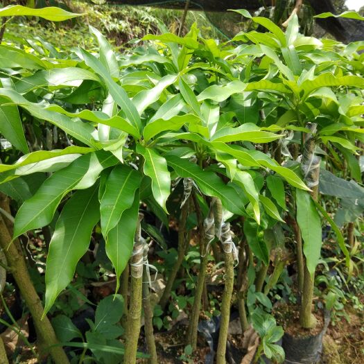灵山县台农芒果苗  请认准叶子台农芒果正品嫁接苗