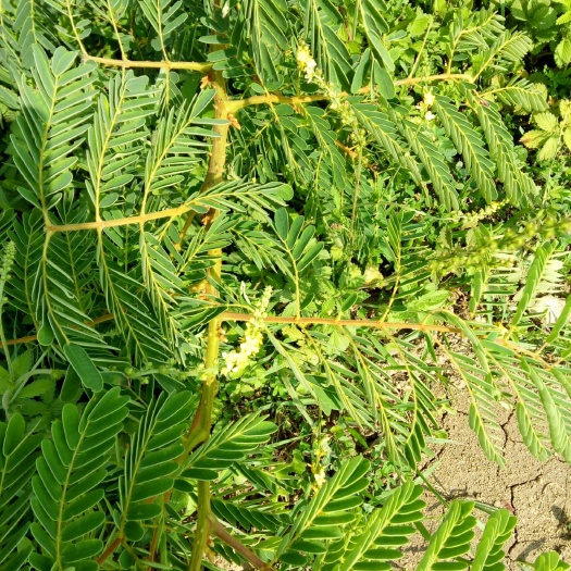 贞丰县斗米虫