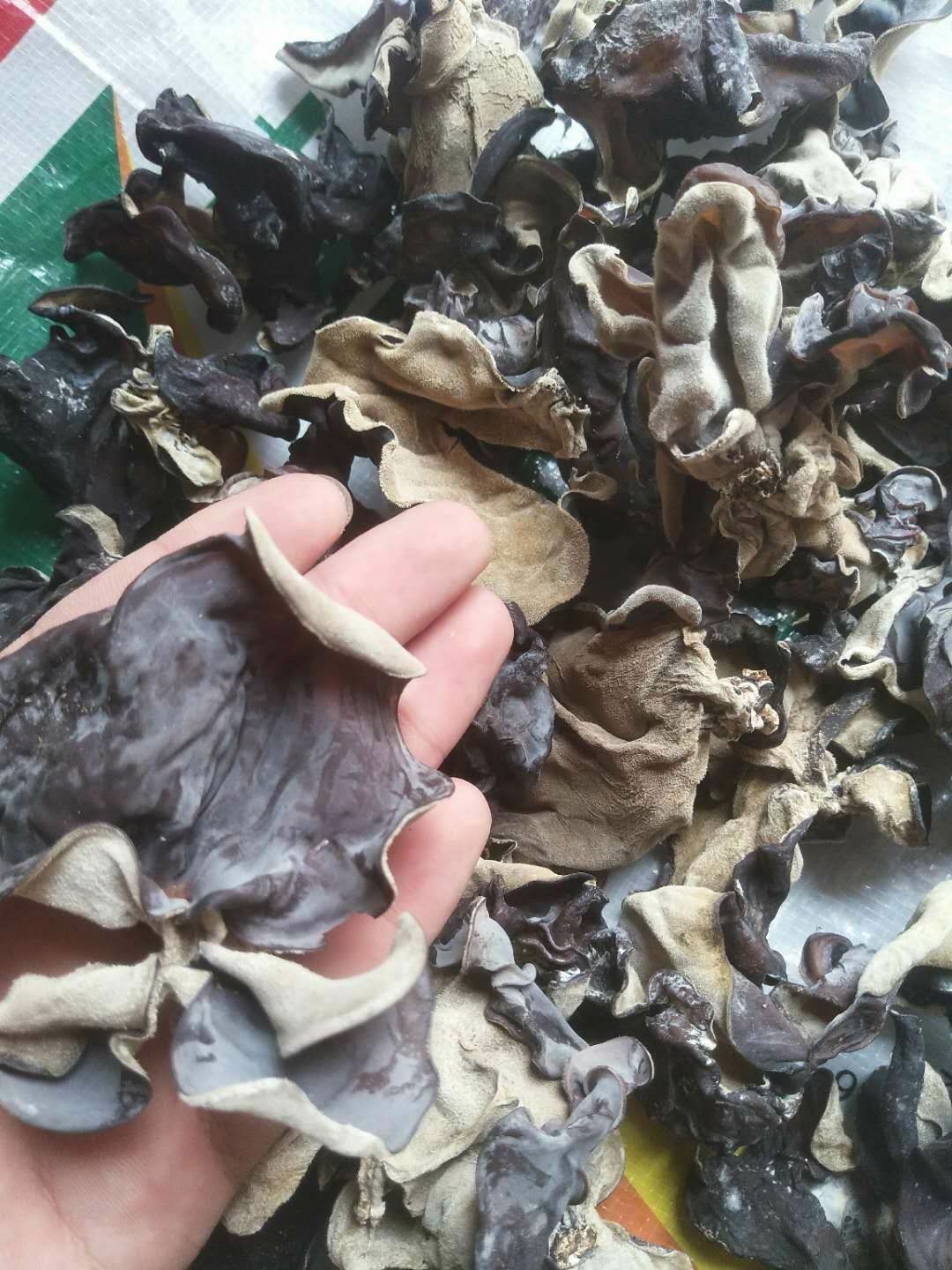 毛木耳 毛木耳批发 大木耳 皮耳 口感好 新货 全国包邮！