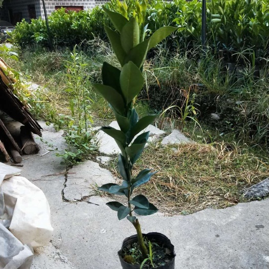 重庆市纽荷尔脐橙苗 杯苗袋苗 0.5~1米