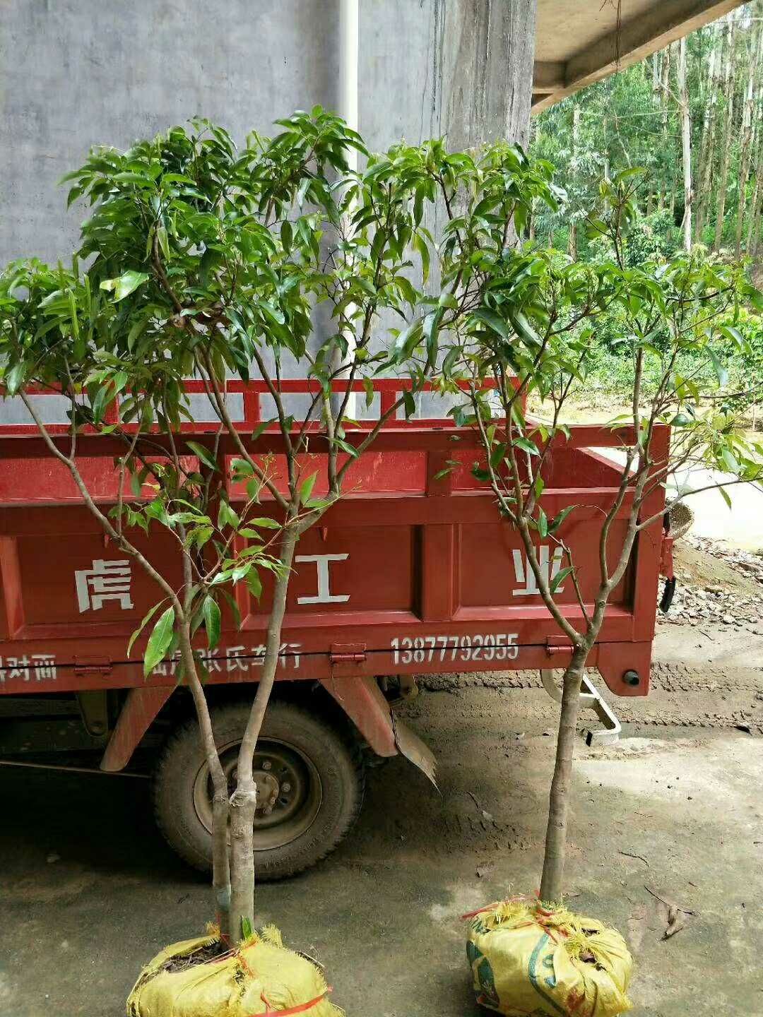 无核荔枝苗