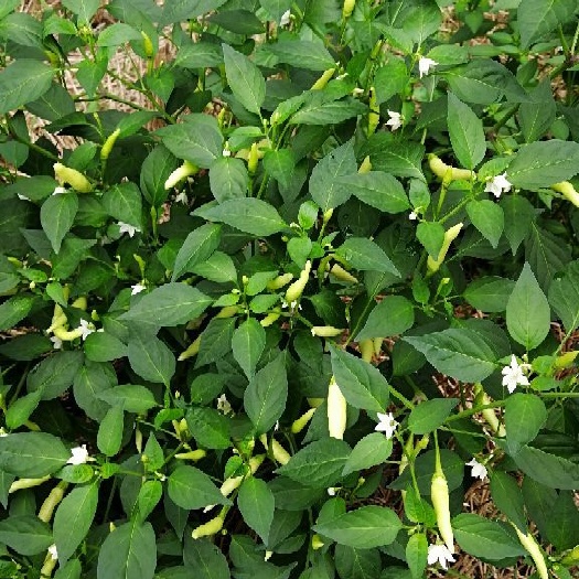 鹿邑县鲜泡椒 2~5cm 橙黄 特辣 