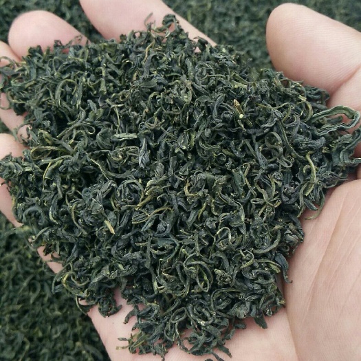 武义县茶青 散装 三级